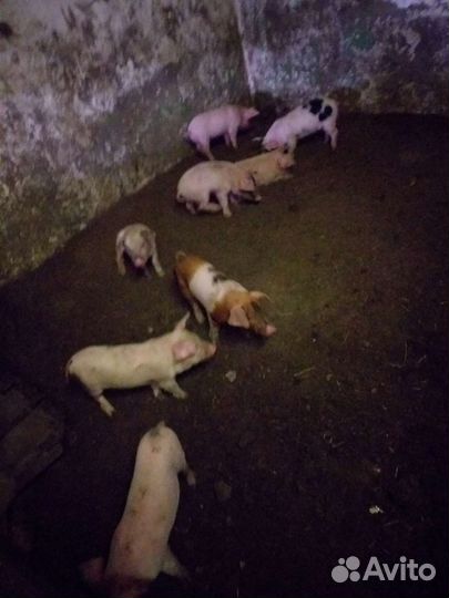 Поросята