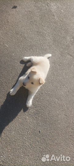 Щенок в добрые руки