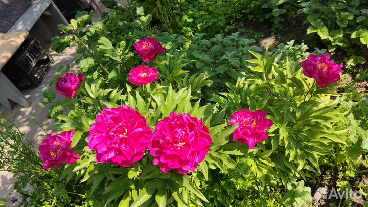 Пионы сортовые саженцы