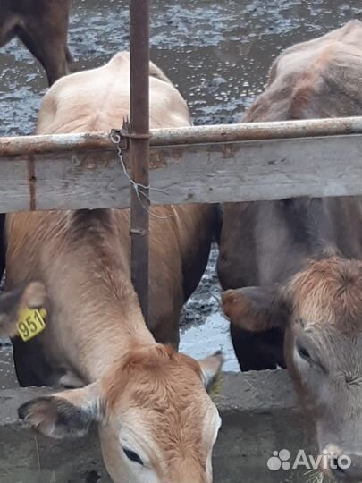 Продажа крс