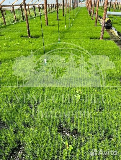 Лиственница Сибирская с зкс сеянцы