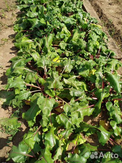 Свекла свежая с грядки - крупная