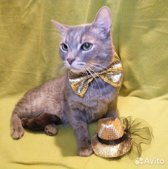 Котик в добрые руки