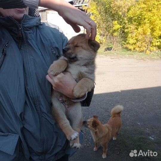 Щенок дворовой собаки