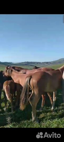 Лошадь живым весом