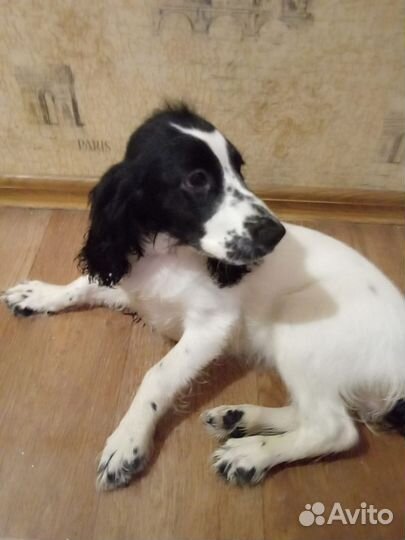 Русский спаниель