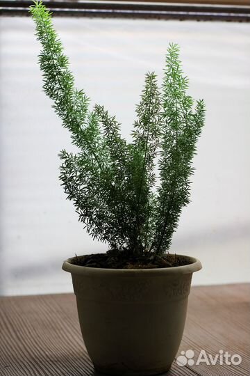 Аспарагус Шпренгера