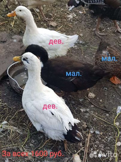Петухи,утки