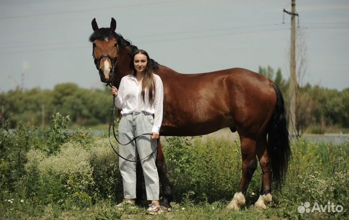 Лошадь для прогулок