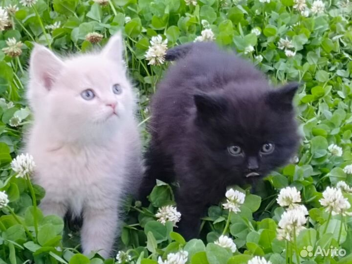 Котёнок (кошка или кот) в добрые руки (на выбор)