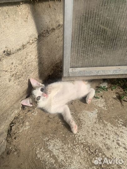 Милые добрые ласковые котятки