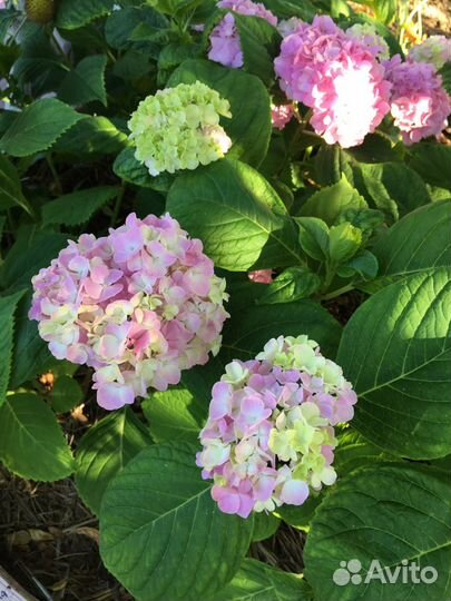 Гортензия розовая