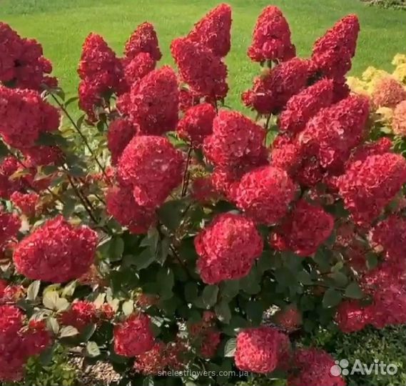 Гортензии 6 сортов
