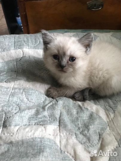 Шотландские прямоухие котята