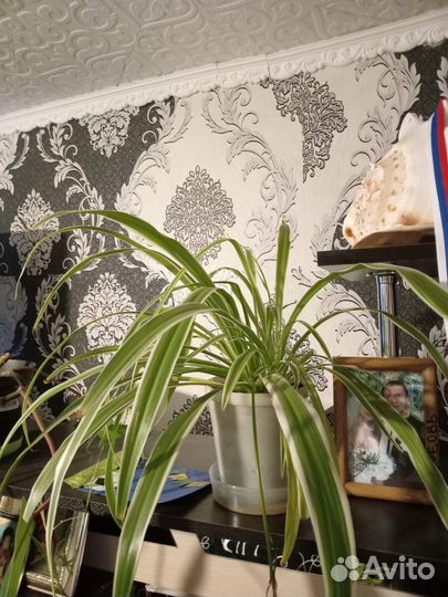 Комнатные цветы