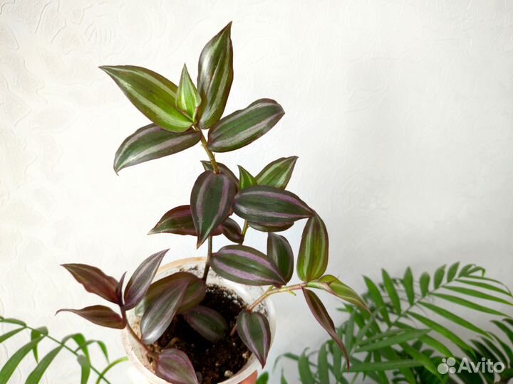 Традесканция комнатные растения