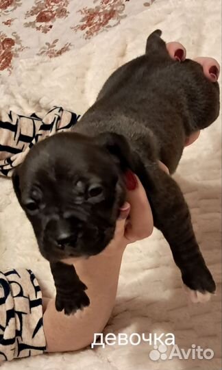 Продам щенков амстафа