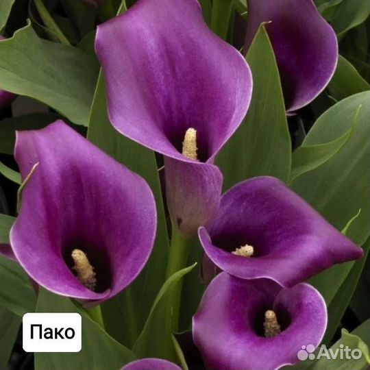 Растения цветы для сада