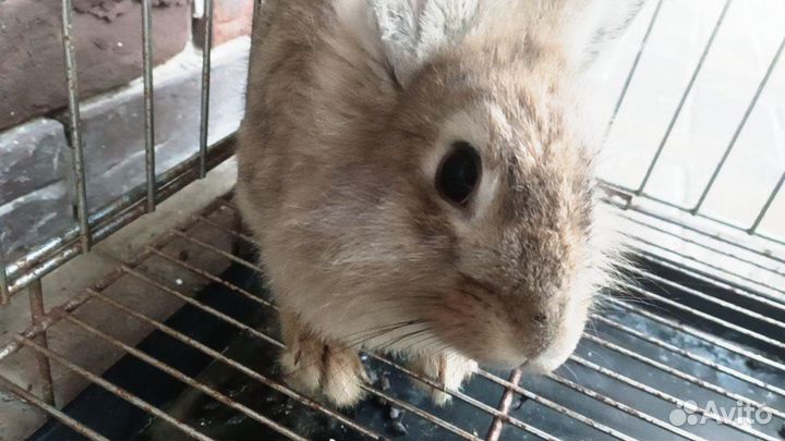 Декоративный кролик