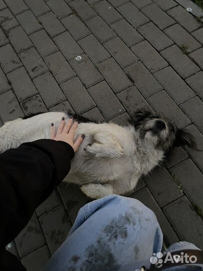 Помогите спасти лучших собак