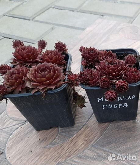 Молодило (Каменная Роза) 