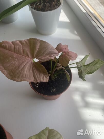 Сингониум neon пинк