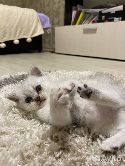 Шотландские котята