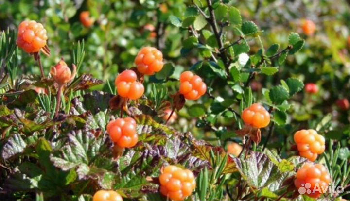 Замороженная спелая морошка