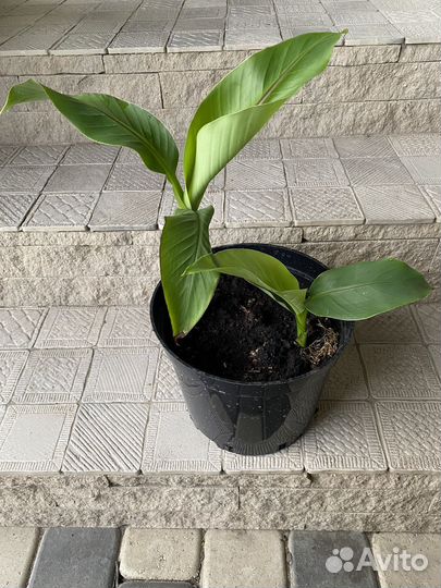 Банановая пальма