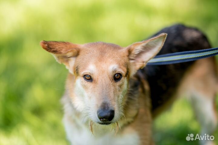 Филипп ищет дом