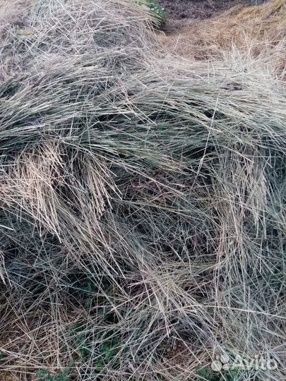 Корма для животных