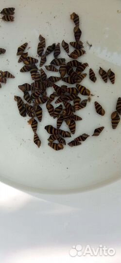 Улитка хилена