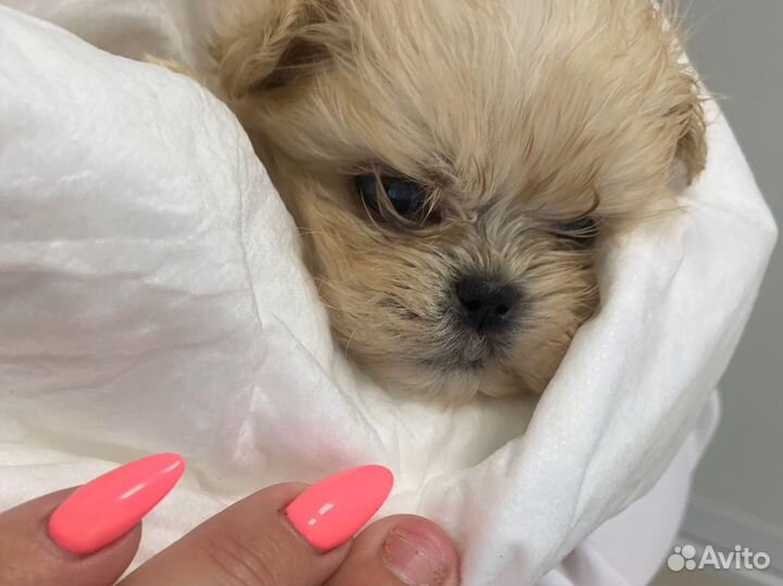 Мальтипу мини