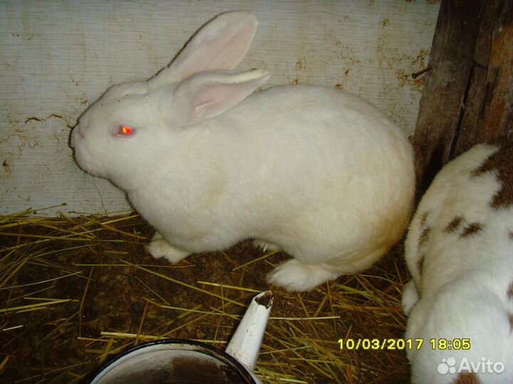 Кролики, крольчата