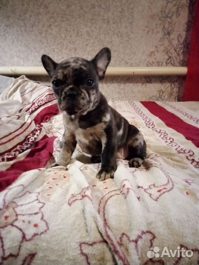 Французский бульдог мальчик