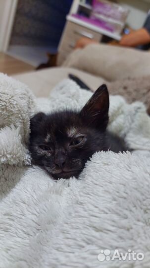 Отдам в добрые руки