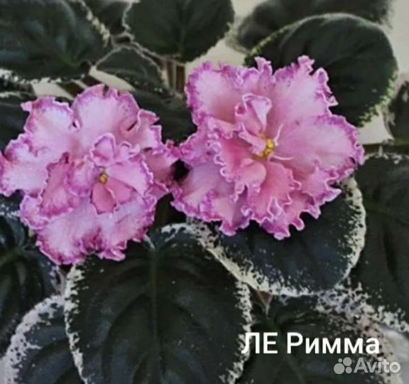 Детки сортовых фиалок