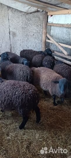 Баранчики дорпер