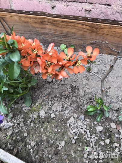 Айва японская (Хеномелес)