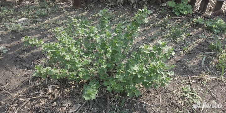 Взррслый куст крыжовника 