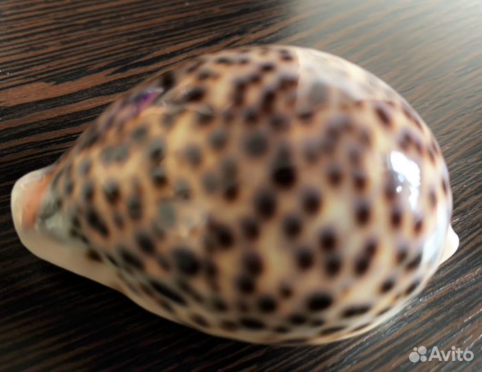 Морские ракушки раковины