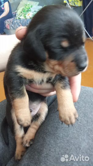 Маленькая собака