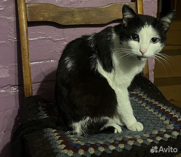 Отдам в добрые руки