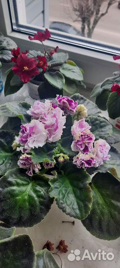 Сортовые фиалки