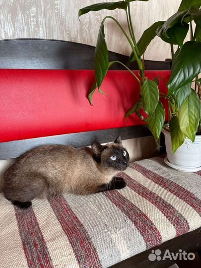 Кошка в дар