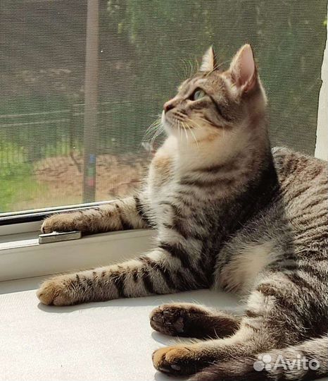 Кот Сэм, кошка Люся