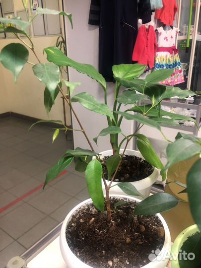 Спатифиллум