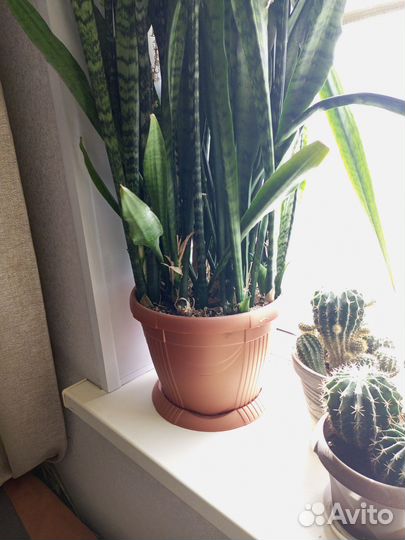 Сансевиерия щучий хвост большой