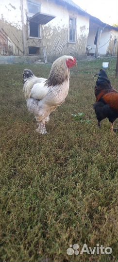 Молодые петухи