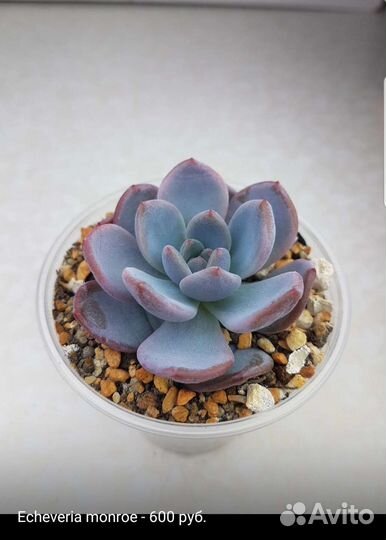 Суккуленты 3